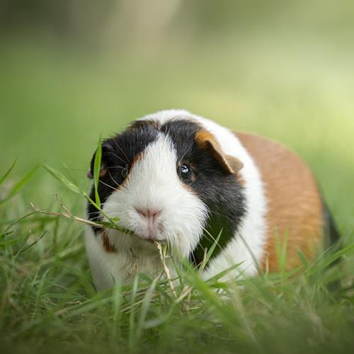 Alle dieren zijn welkom!