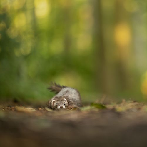 Alle dieren zijn welkom!