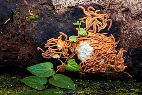 Pseudodesmus sp. - Noodle millipede