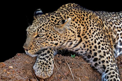 Repos du léopard protégeant une jeune pousse