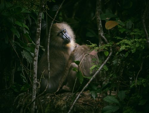 Mandrill, Gabon, Old world monkey, Mandrillus sphinx