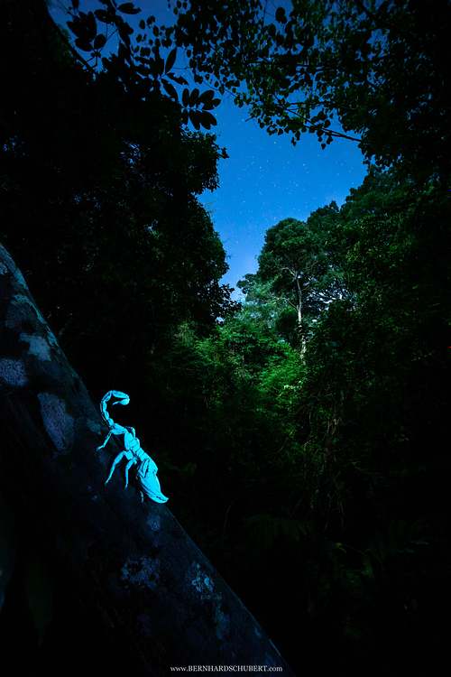Heterometrus sp. - Asian forest scorpion under UV