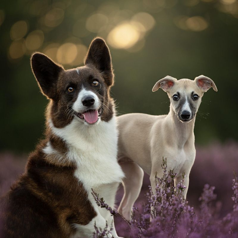 Laat jouw hond (of kat!) stralen tijdens een fotoshoot op de bloeiende heide