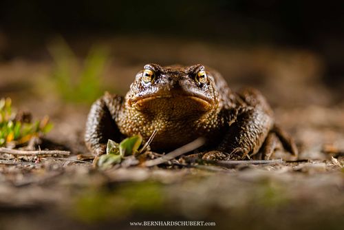 Bufo bufo - Common toad