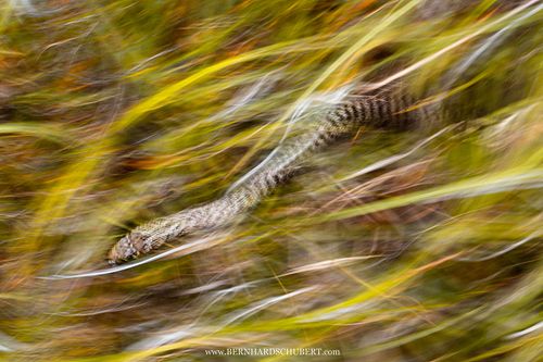 Hierophis gemonensis - Balkan whip snake