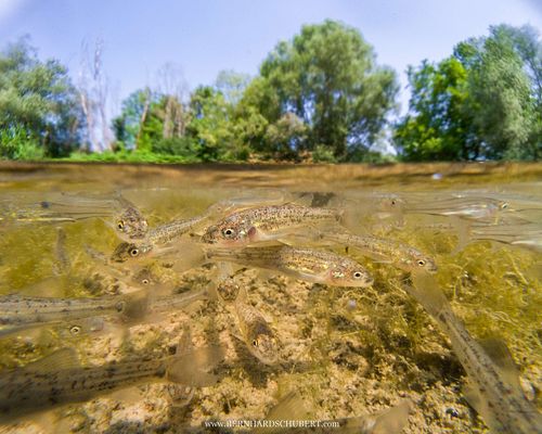 Fish fries prob Barbus barbus - Barbel