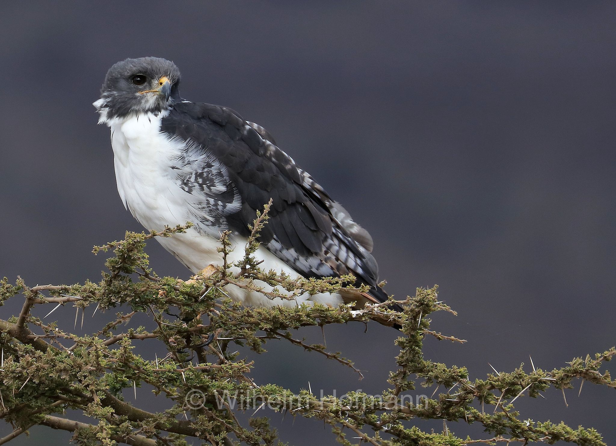 augur buzzard, A﻿ugurbussard, poiana augure, Buteo augur, ﻿area di conservazione di Ngorongoro, Ngorongoro Conservation Area, Ngorongoro Krater, Tanzania, Tansania