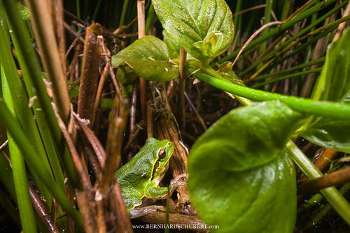 Hyla arborea - European tree frog