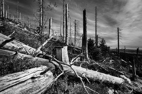 Auf dem Dreisesselbarg