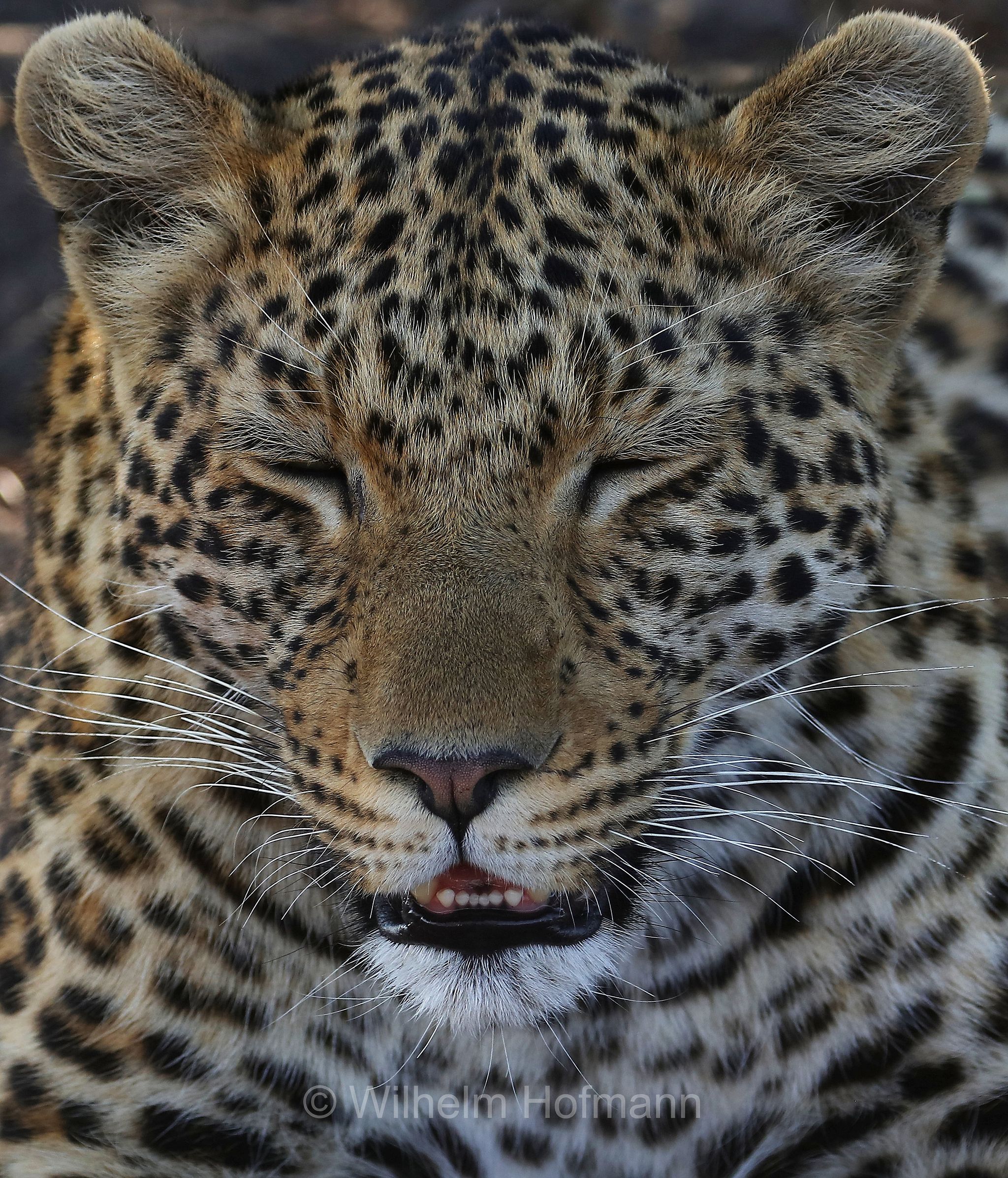 Leopard, leopardo, Panter, Panther, Panthera pardus, Moremi Game Reserve, Moremi-Wildreservat﻿, Okavango Delta, Okavango Grassland, Botswana, Republik Botsuana