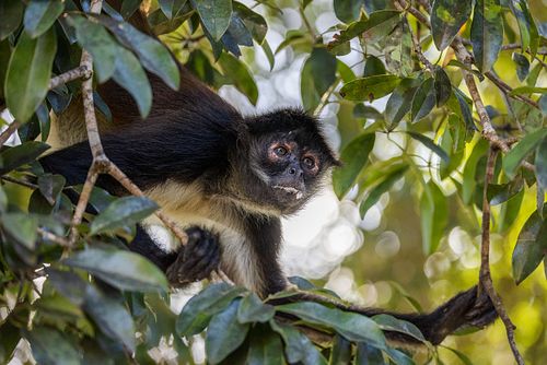 Ateles geoffroyi - Geoffroy's spider monkey