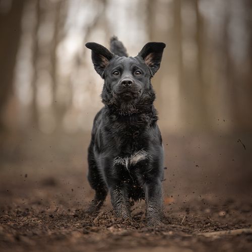 Een fotoshoot met je hond of puppy