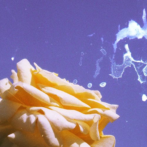 apocalypse / life by cute