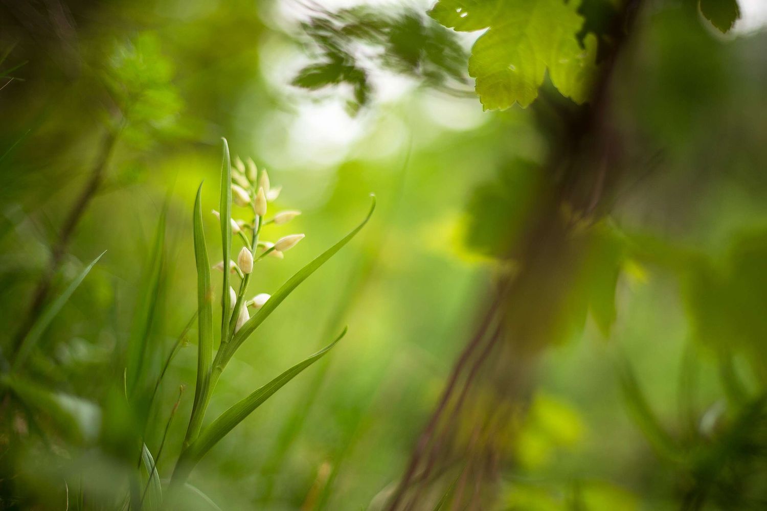 Cephalanthera longifolia - Narrow-leaved helleborine