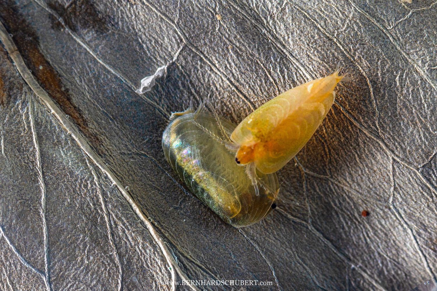 Leptestheria dahalacensis - Steppe clam shrimp