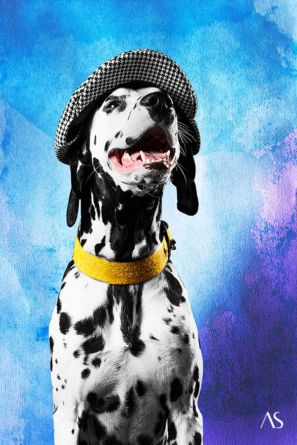 Pet photography: Portrait of Bacardi the dalmatian by pet Photographer Akkil Suvarna