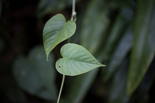 Efeutute (Epipremnum pinnatum)