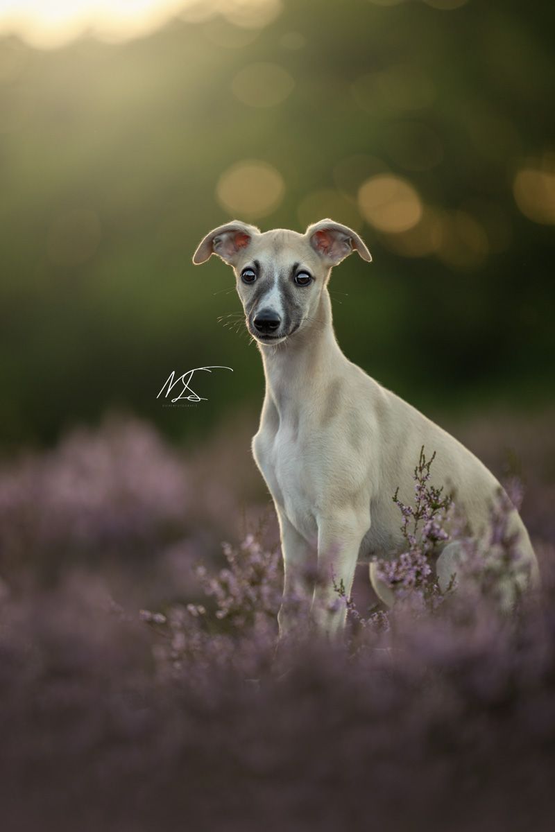 Portretfoto van Whippet puppy in heideveld met paarse bloemen en groen gele achtergrond