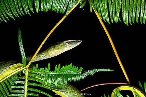 Ahaetulla prasina – Asiatische Peitschennatter