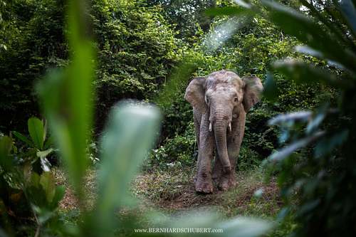 Elephas maximus borneensis - Borneo pygmy elephant
