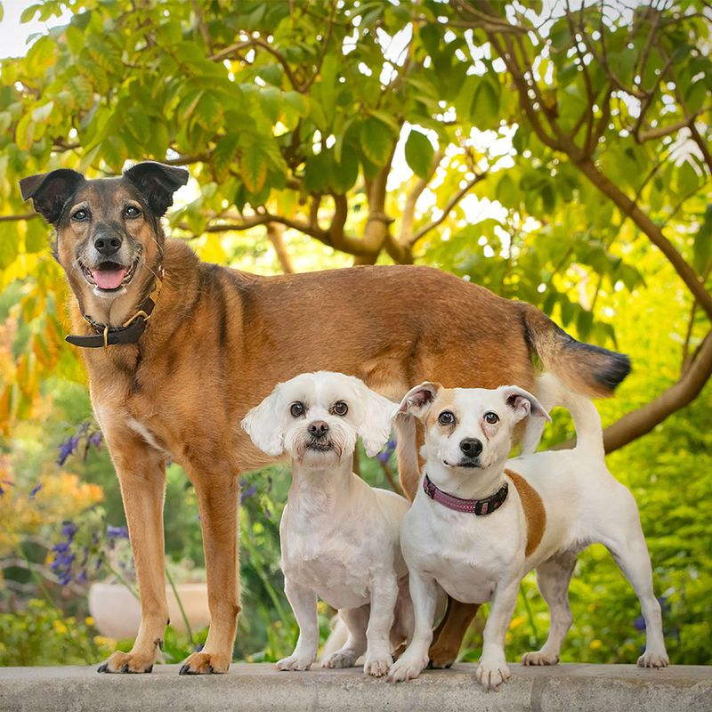 Vote for Dobbie, Bobbie, and Rogue