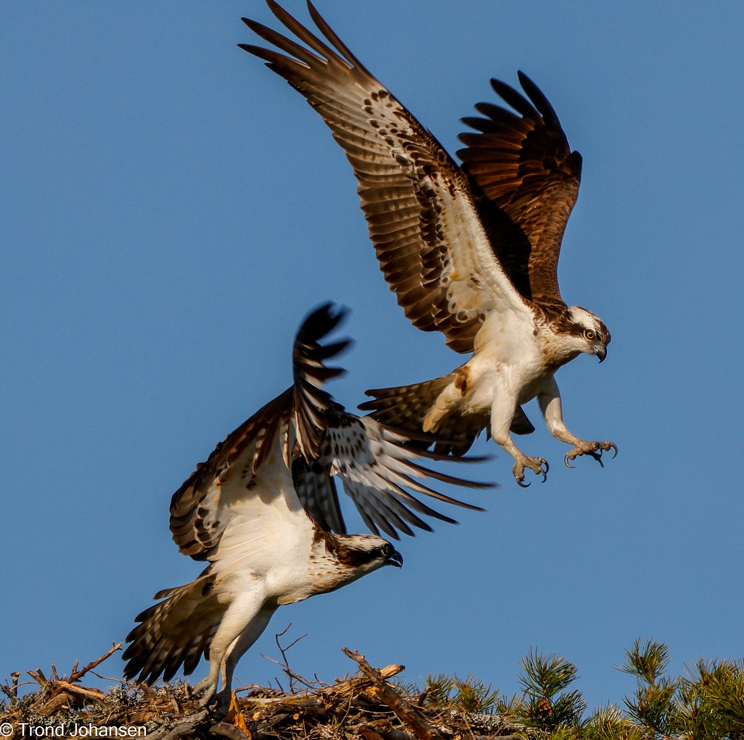 Two Ospreys (Fiskeørn) soaring together over the nest, captured in stunning detail by wildlife photographer Trond Johansen