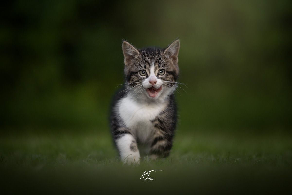 cyperse kitten met witte borst, neemt een stap richting camera met tong uit bekje