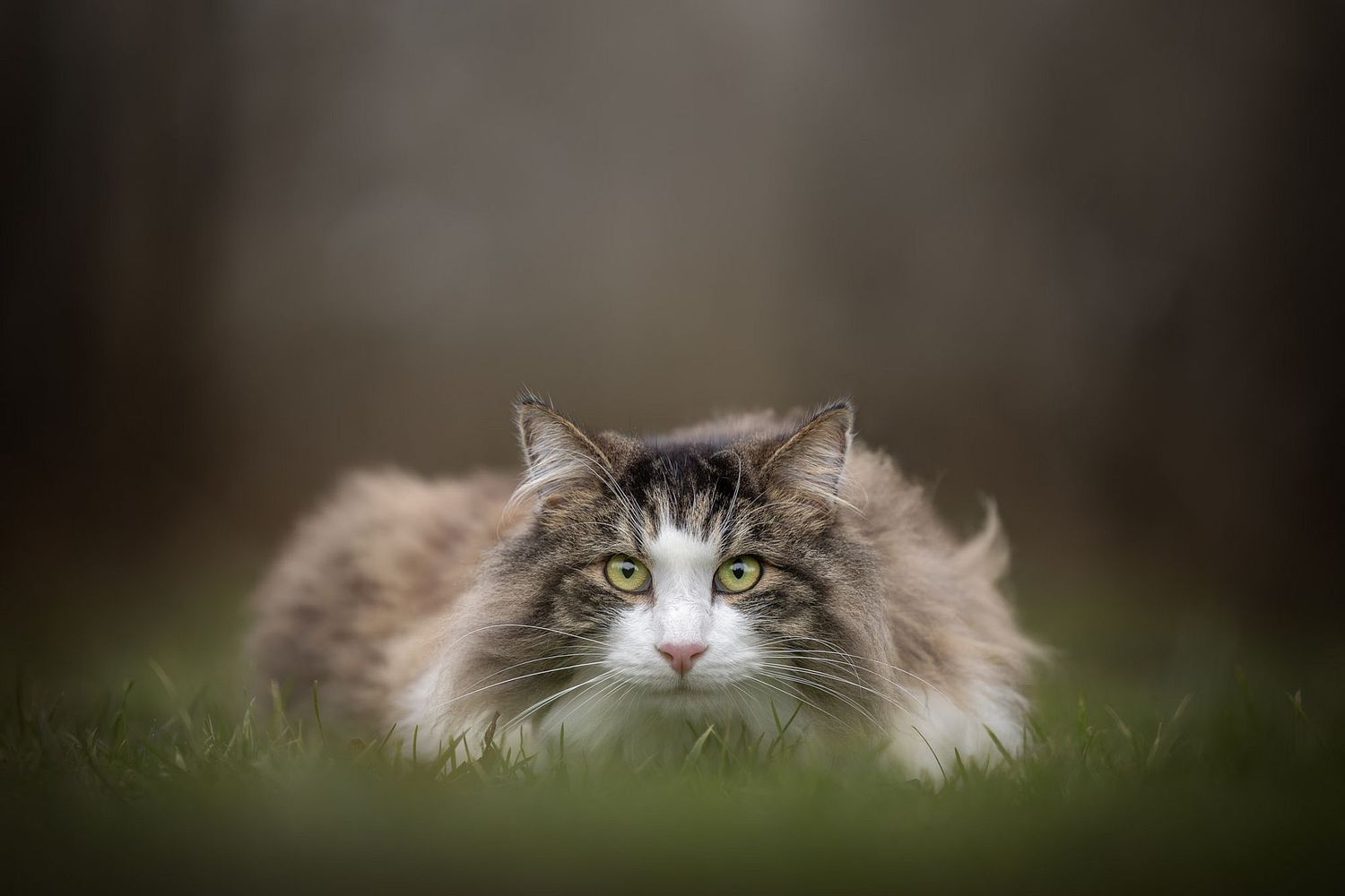 NLS Dierenfotografie