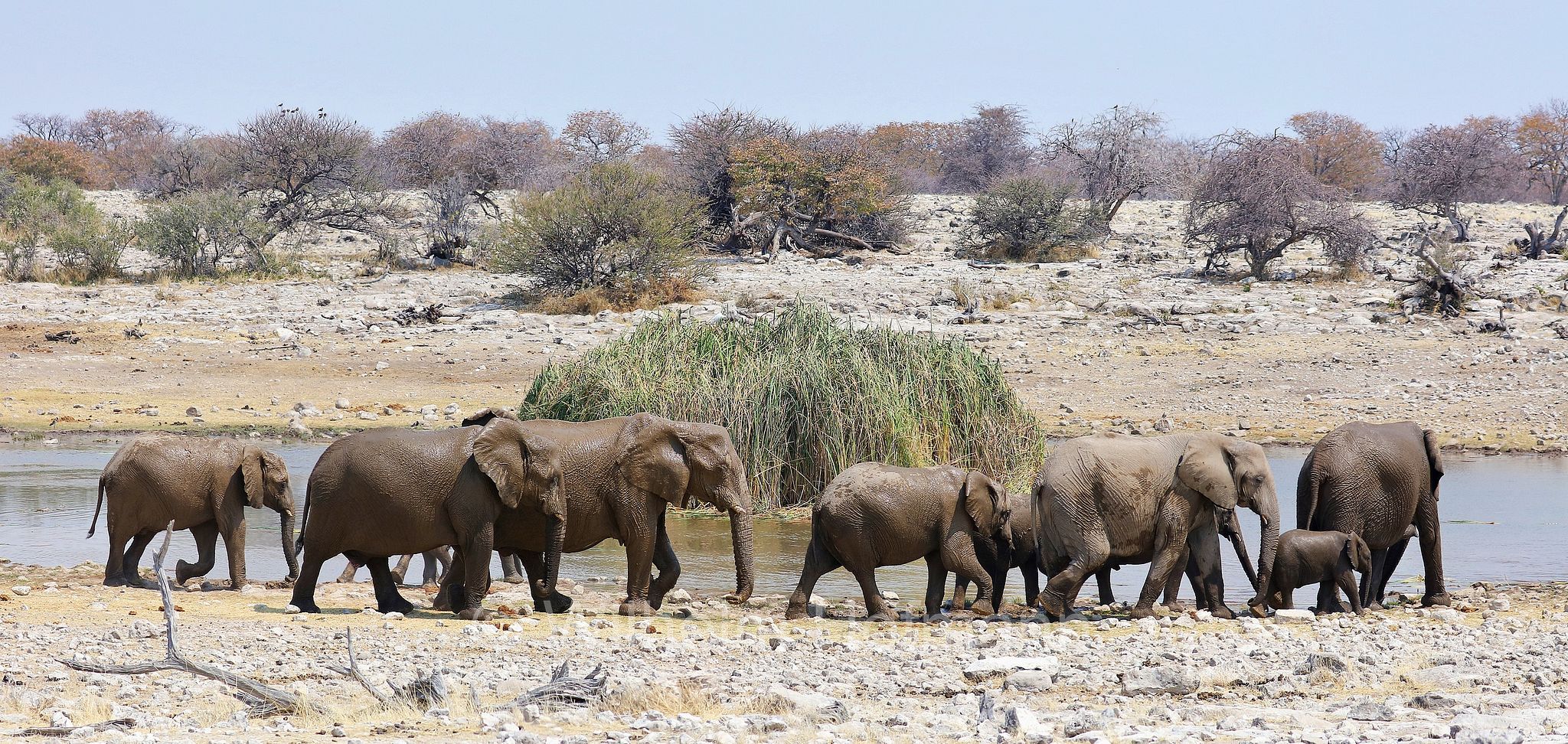 African bush elephant, African savanna elephant, Afrikanischer Elefant, Afrikanischer Buschelefant, Afrikanischer Savannenelefant, Afrikanischer Steppenelefant, elefanto africano, elefanto africano di savana, Etosha-Nationalpark, Etosha National Park, parco nazionale d'Etosha, Namibia