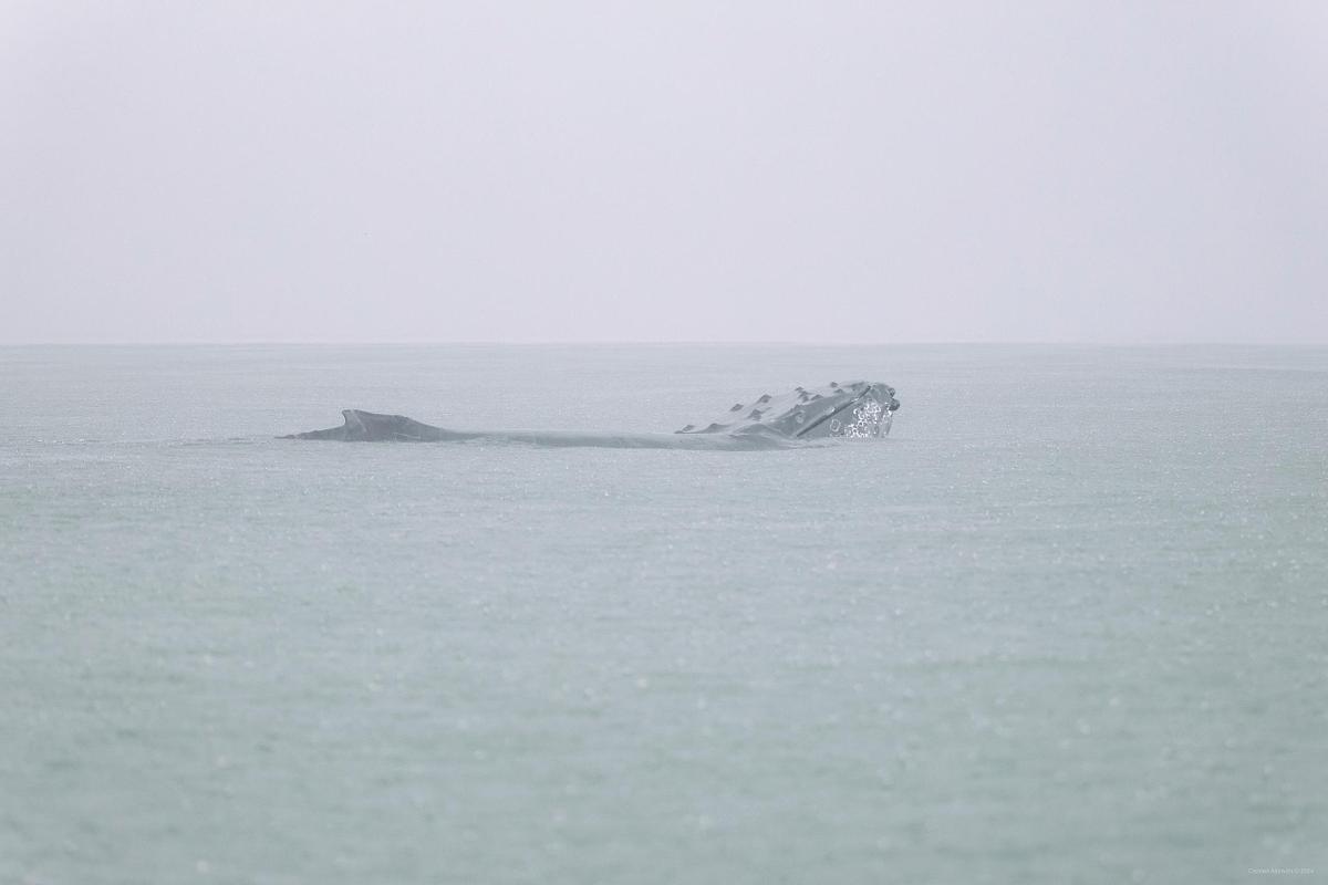 emergence, golfo dulce, 2024