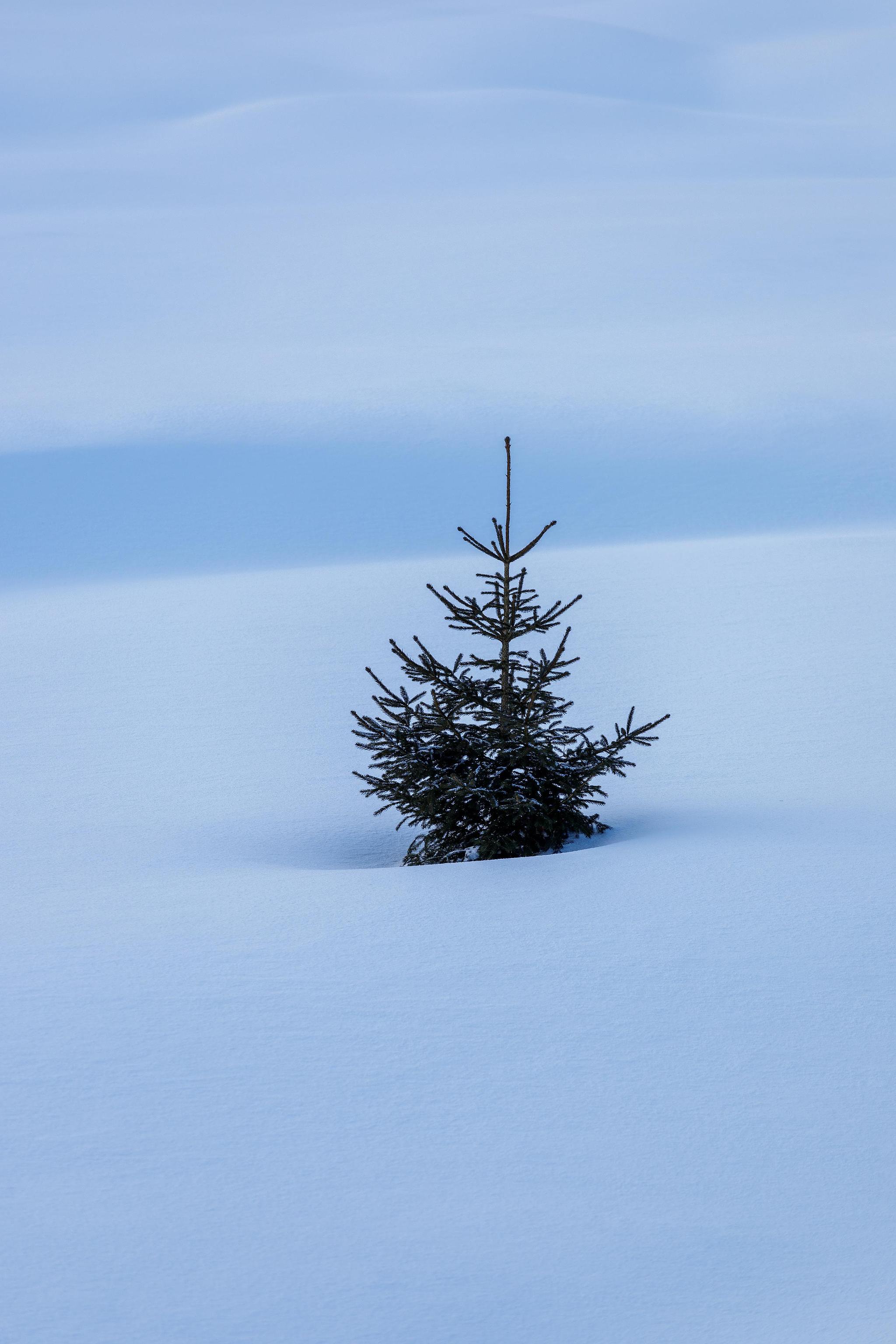 Arbre solitaire sur plateau enneigé.