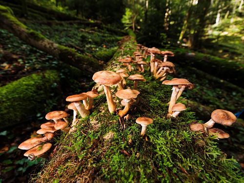 Hallimasch im Bois Banal