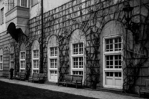 Vines ... Munich