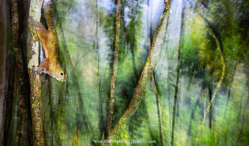 Callosciurus orestes – Borneo-Schwarzbindenhörnchen