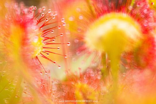 Drosera rotundifolia – Rundblättriger Sonnentau