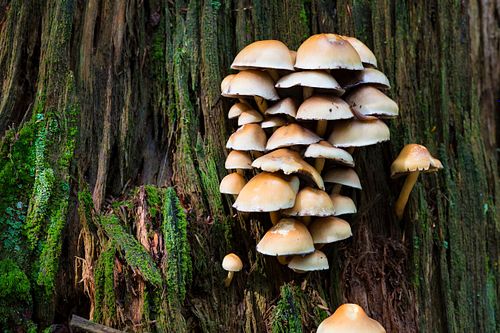 Naturwald in Altschönau