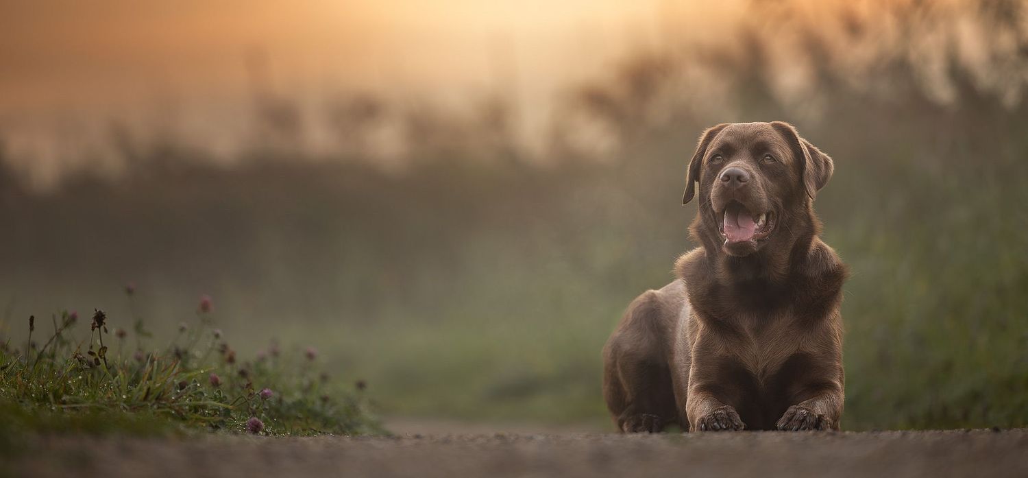 Outdoor fotoshoot met hond een bruine labrador x labradoodle kruising  tijdens een mistige zonsopkomst