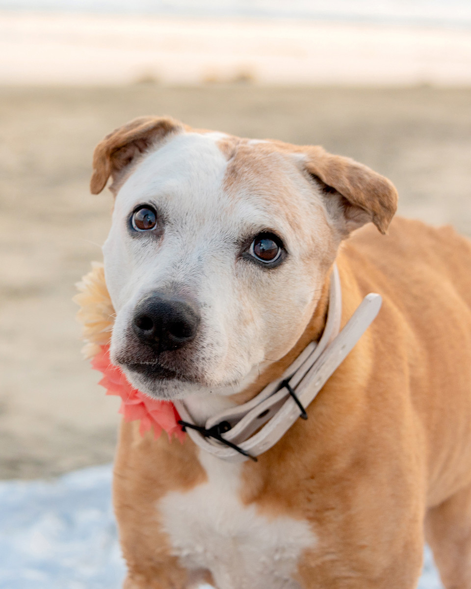 Beautiful Marley on the Beach