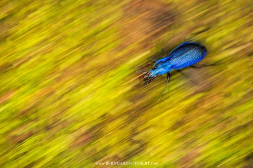 Blue ground beetle