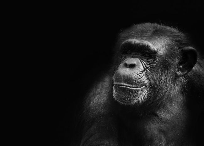 Beleuchtungseinrichtung für die Fotografie