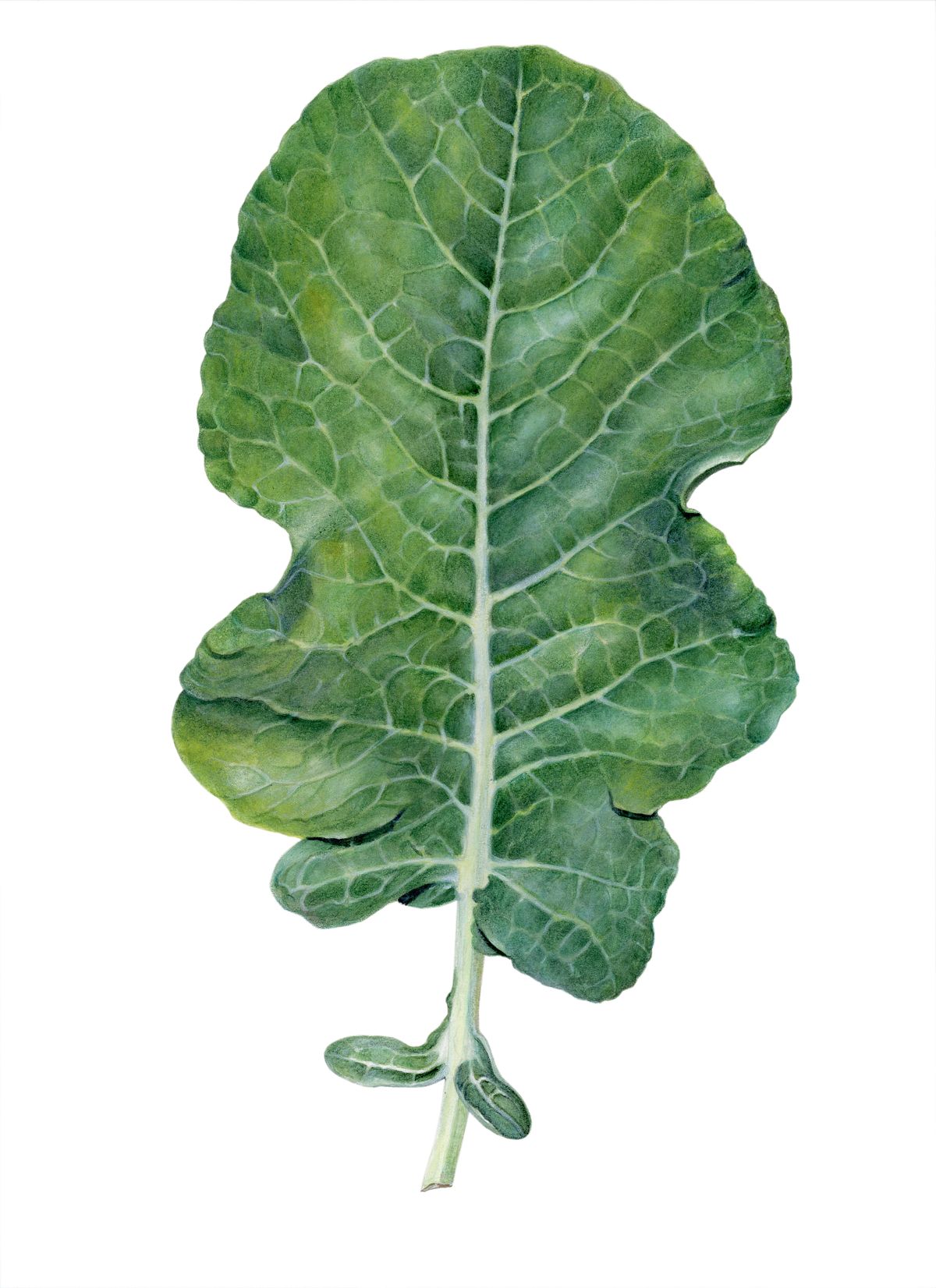 Botanical Illustration of Broccolli Leaf
