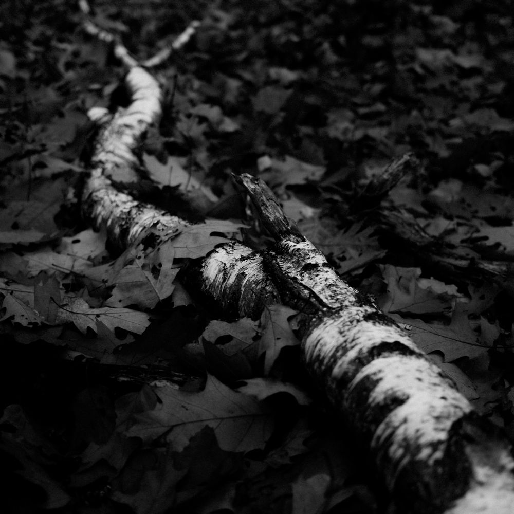 Czarno-biała fotografia autorstwa Michała Sumki, ukazująca upadłą gałąź brzozy wśród liści w Puszczy Kampinoskiej. Minimalistyczna kompozycja, podkreślająca detale przyrody.