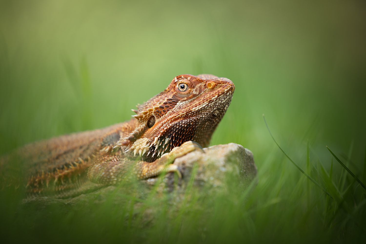 NLS Dierenfotografie