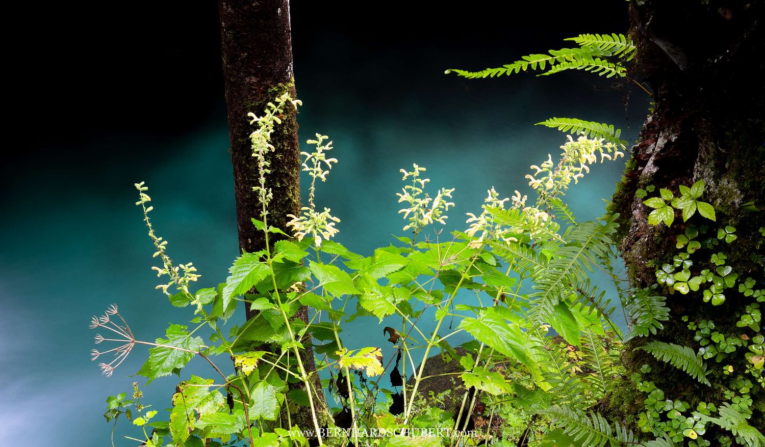 Riverside vegetation
