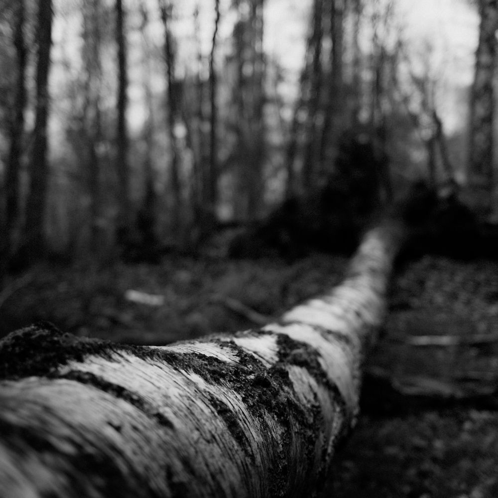 Czarno-biała fotografia powalonego drzewa w Puszczy Kampinoskiej, autorstwa Michała Sumki
