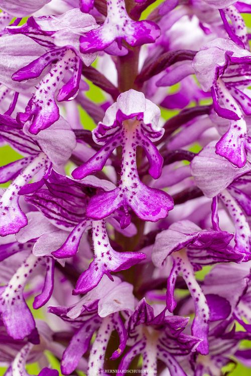 Orchis militaris - Military orchid