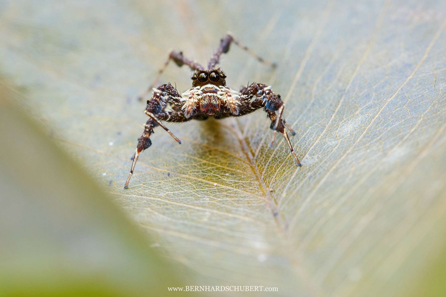 Portia sp. - Fransenspringspine