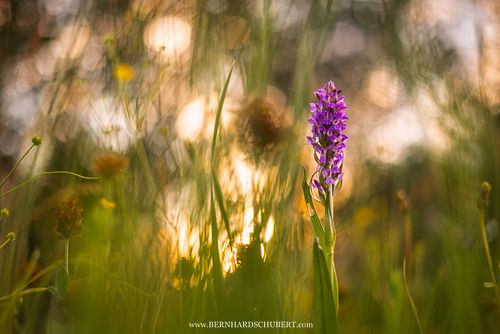 Dactylorhiza majalis - Broad-leaved marsh orchid