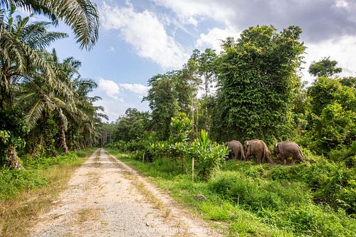 Elephas maximus borneensis – Borneo-Zwergelefant