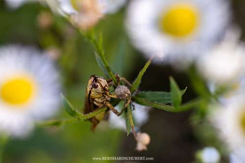 Entomophaga grylli infested